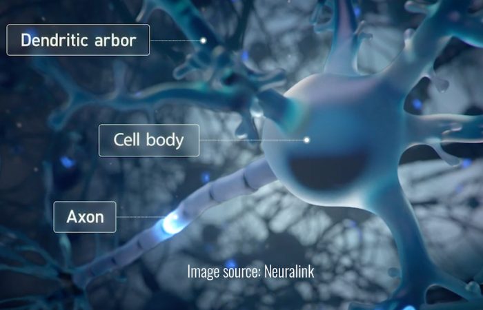 neuron
